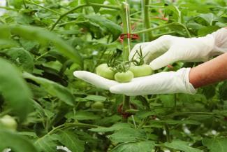 Área de sanidad vegetal y sanidad animal