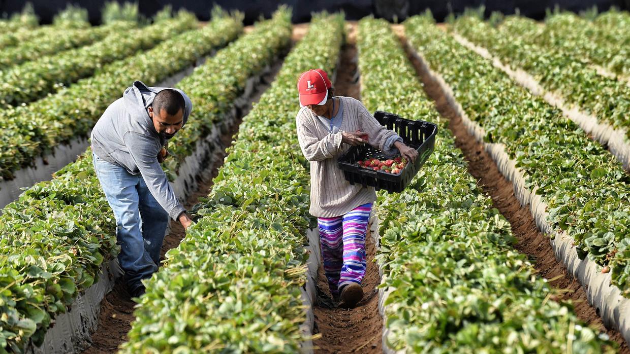 Área de producción agrícola y pecuaria