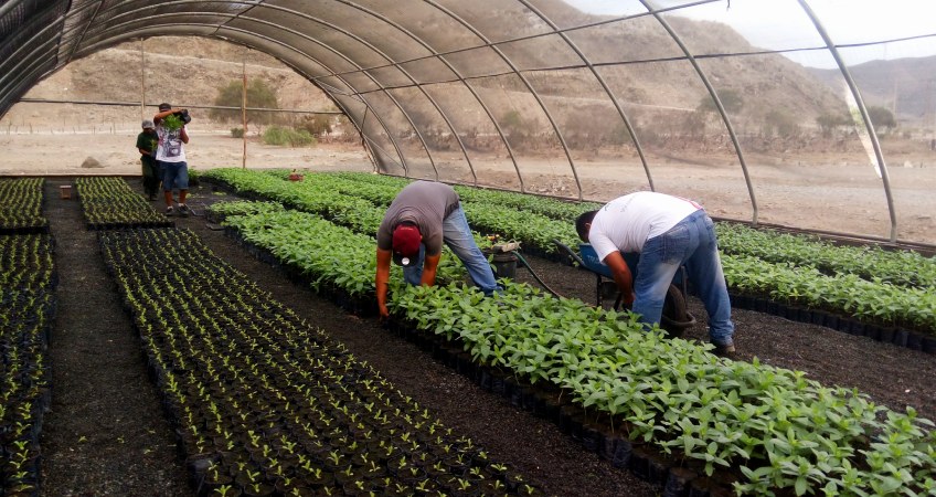 Área de producción de plantones y plantines
