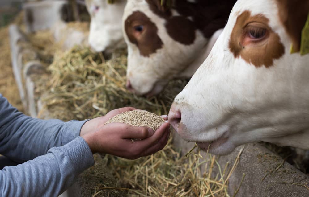 Área de alimentación animal