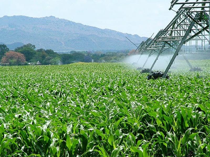 PRODUCCIÓN AGROPECUARIA
