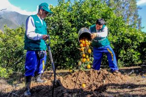 Área de control fitosanitario
