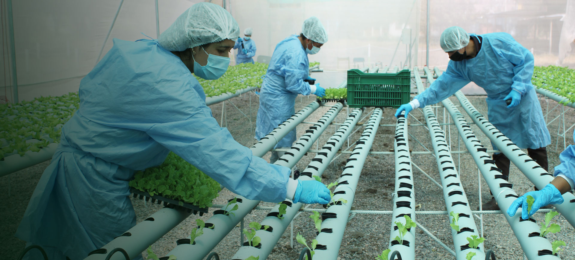 Área de procesamiento de productos agropecuarios