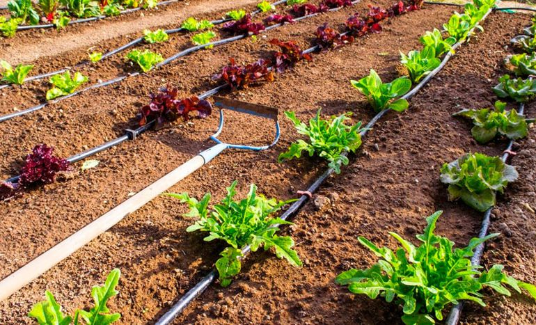 Área manejo de riego tecnificado y fertiriego